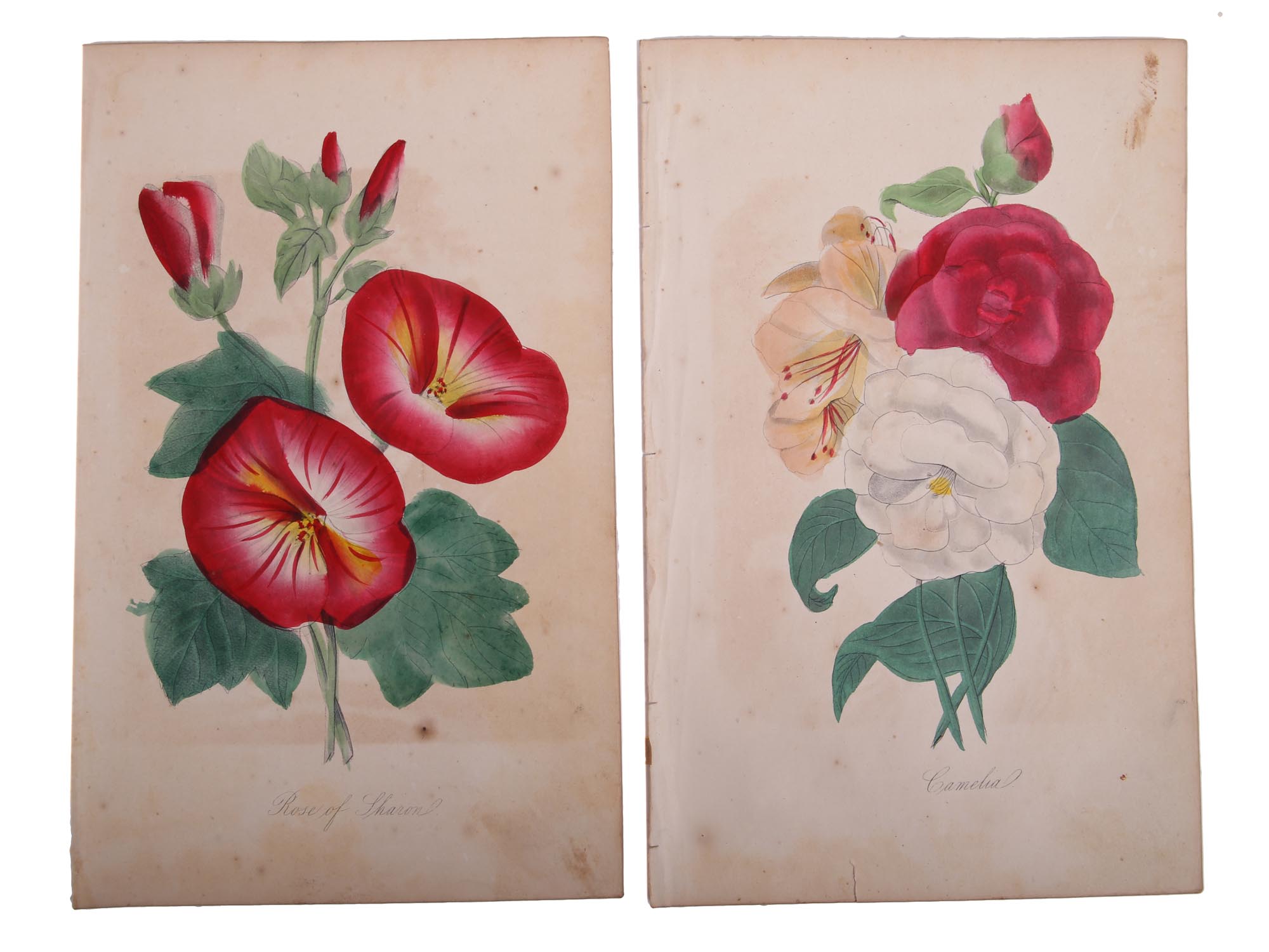 ANTIQUE 19 CENTURY HANDPAINTED ENGRAVINGS FLOWERS PIC-2